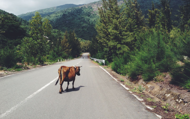 Cow wandering onto a public road. 