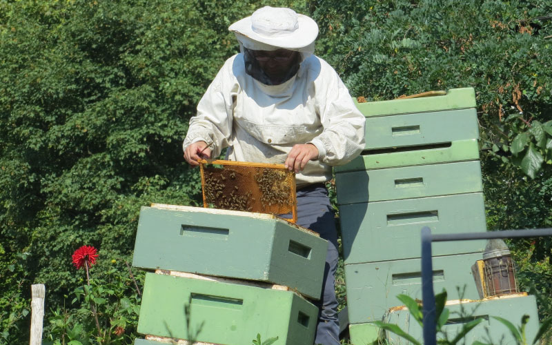 Bee keeper tending to honey bee hives. 