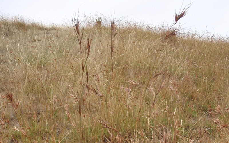 Patches of kangaroo grass. 