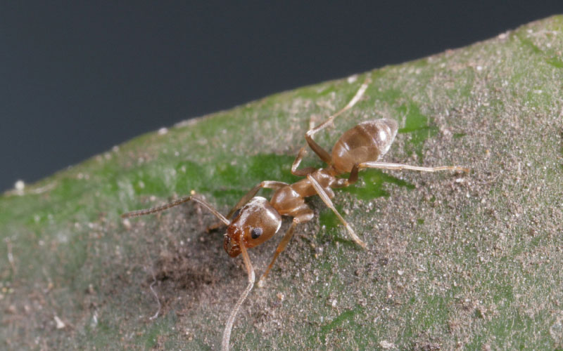 Invasive ant. 