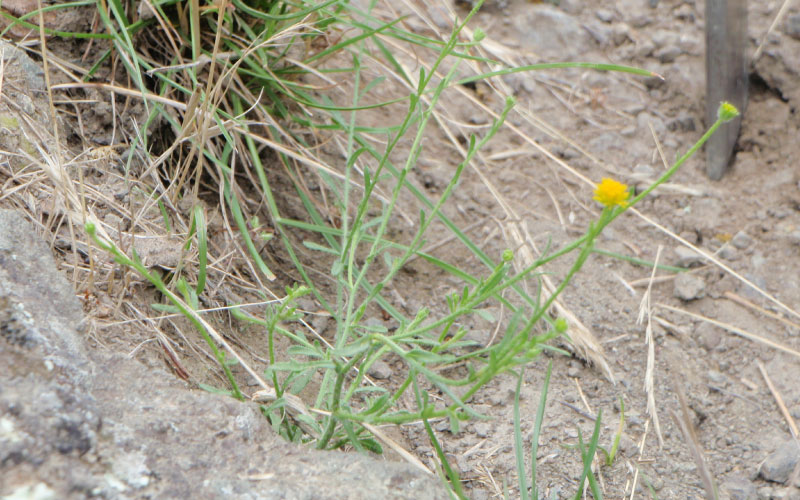 Bur daisy growing with distinctive yellow ball flower head. 