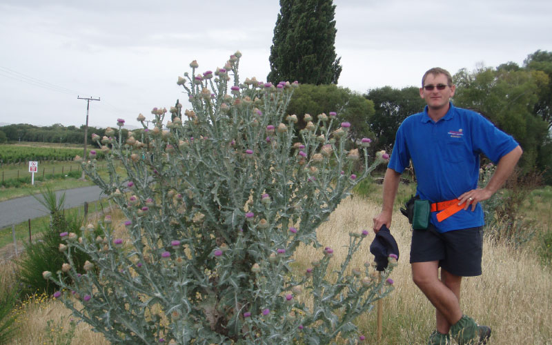 Adult cotton thistle plant next to man, comparing height. 
