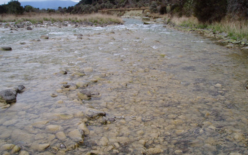 Didymo infestation covering a whole riverbed. 
