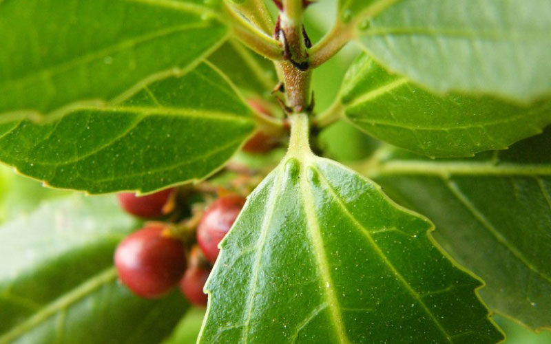 Close up of Evergreen Buckthorn leaves and red berries. 