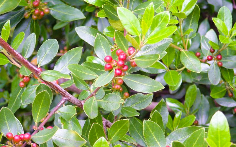 Evergreen Buckthorn with red berry fruit. 