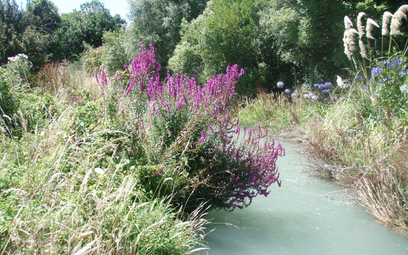 Purple loosestrife on a river bank. 