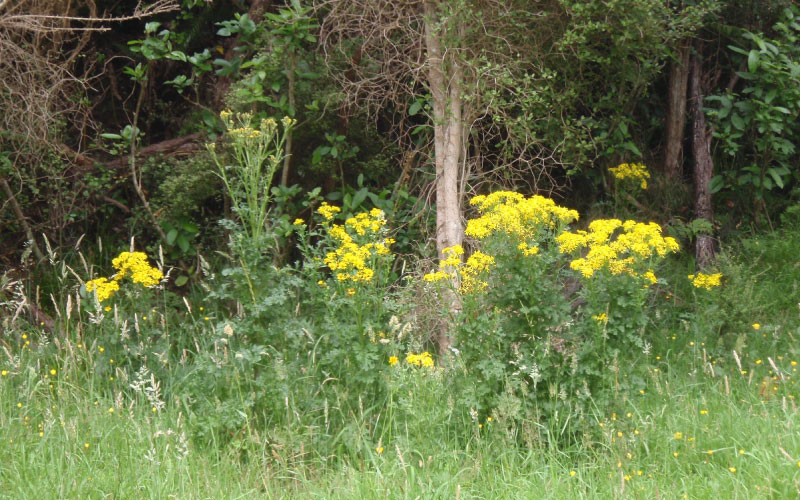 Clump of Ragwort plants in a field with distinctive yellow daisy-like  flower heads and dark green leaves. 
