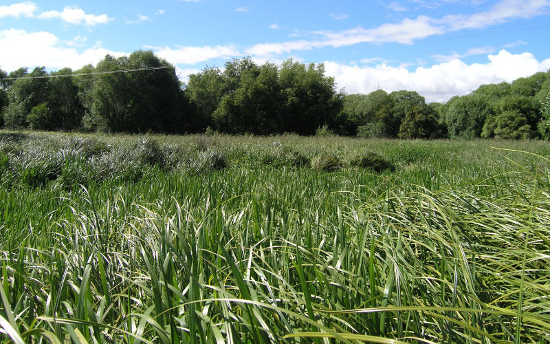 Wetland field of reed sweet grass. 