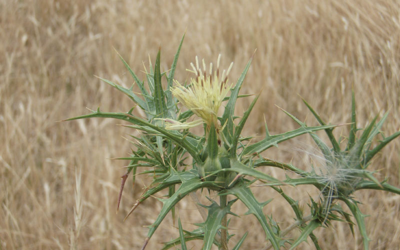 Saffron thistle in field with large spines and yellow fluffy seeds. 