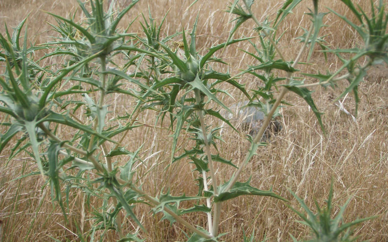 Saffron thistle in field with large spines. 