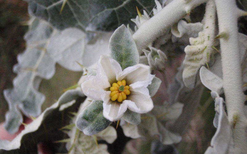 Close up of White-edged Nightshade flower head. 