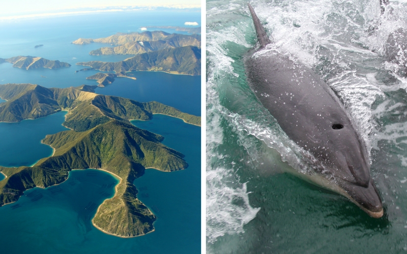 The Mralborough Sounds ariel view (L).  Dolphin at play (R)