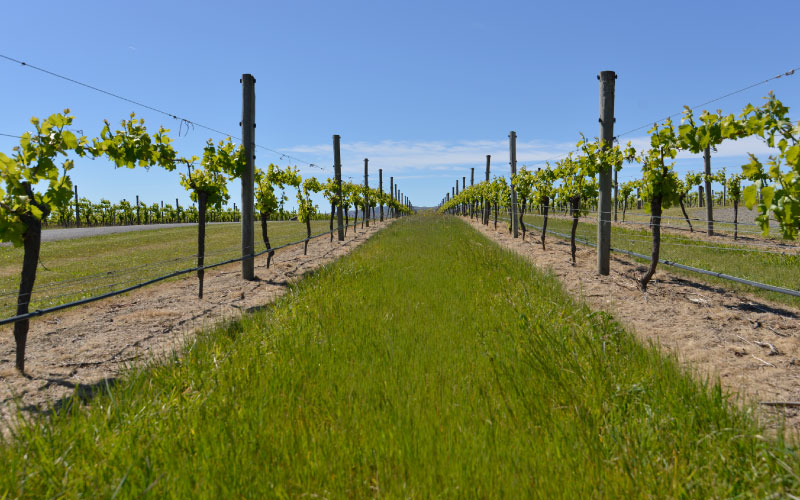 Vineyards needing groundwater irrigation. 