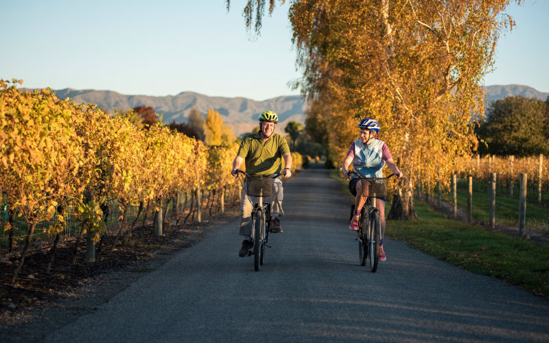 Couple cycling through vineyard in Renwick. 