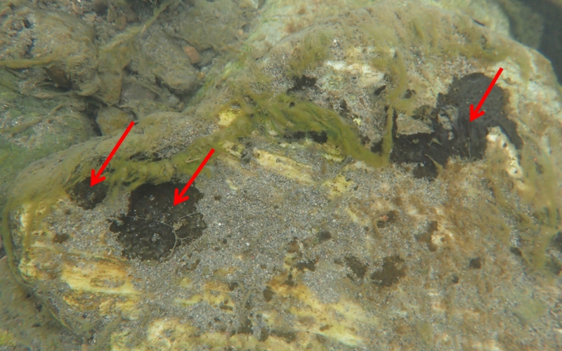 Figure 1: Dark brown toxic algae amongst other algae in the Taylor River (arrows). The green and light brown algae are harmless.