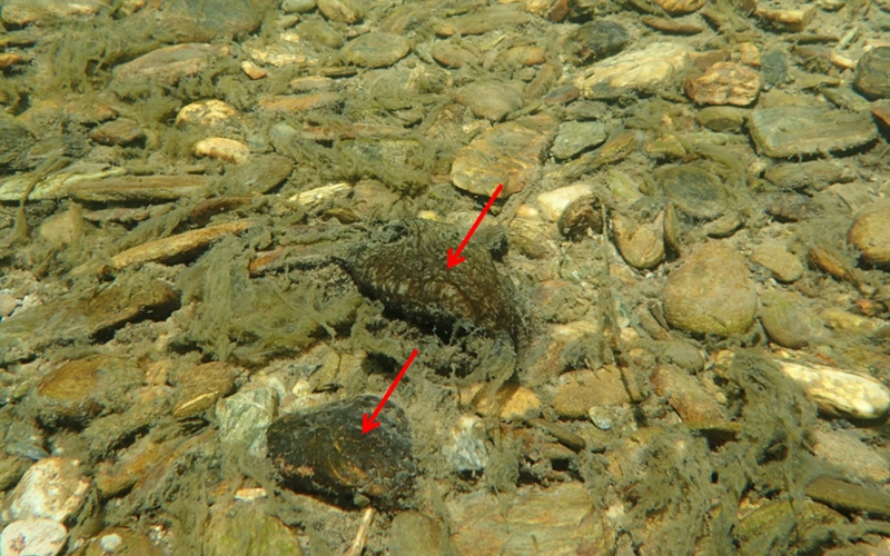 Figure 2: Toxic algae usually form thicker mats than other algae. The green stringy algae are harmless (Kaituna River). 