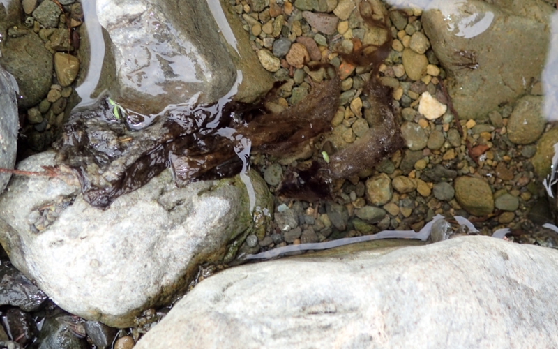 Figure 7: This picture shows toxic algae that have detached from the rocks and accumulated along the stream edge. This is particularly dangerous as dogs will be attracted by the musty smell. Small children might also play with the algae and accidentally ingest some of it. If you suspect that you dog or child has ingested toxic algae visit your doctor/vet immediately.