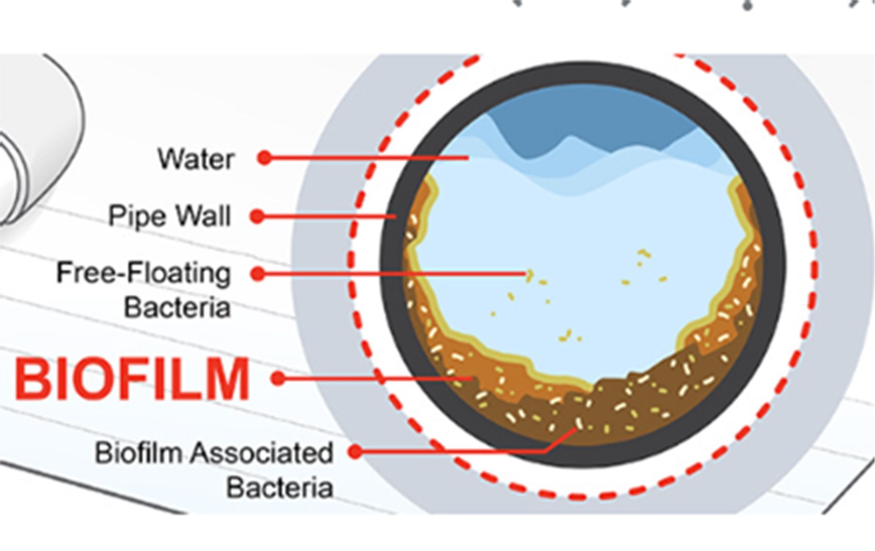 Image of Biofilm