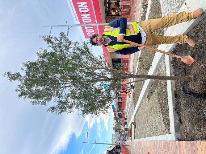 Councillor Benjamin Stace picked up a shovel earlier this week to help plant a mountain maire, the first of several large specimen trees going in as part of the Market Street Revamp