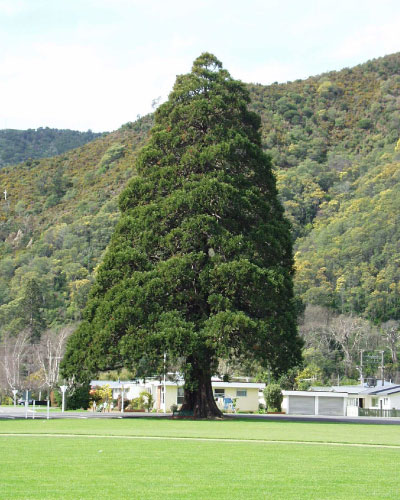 Wellingtonia heritage tree. 