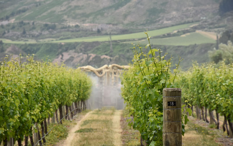 Tractor driving down a vineyard row spraying. 