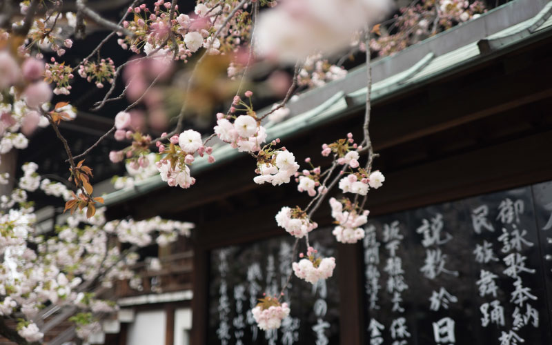 Cherry blossoms in Japan. 