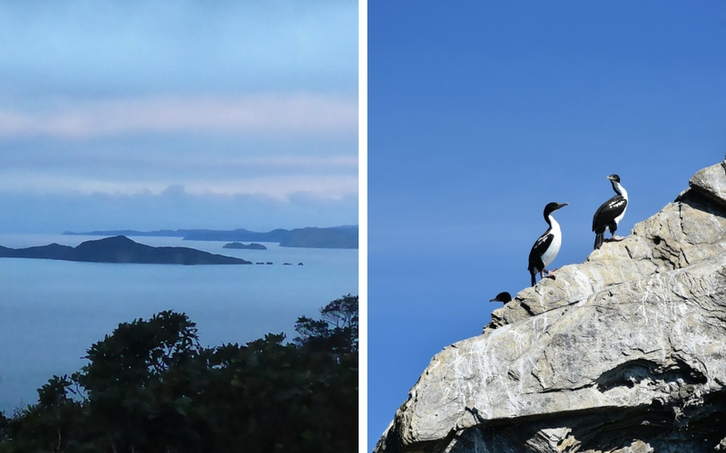 Marlborough Sounds in low light (L).  Shags sunbathing on a rock (R).