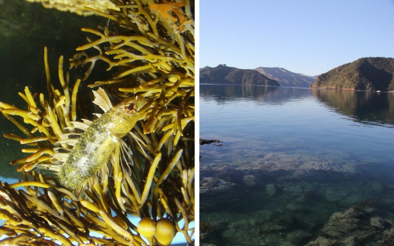 Fish underwater at a significant marine site 