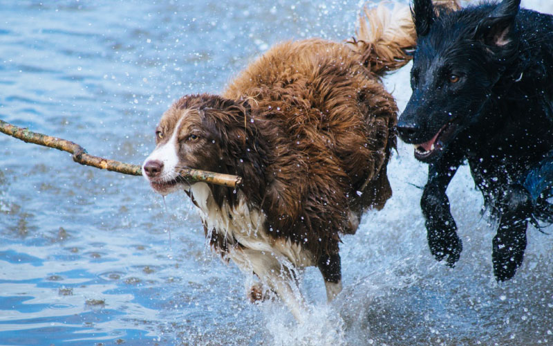 Two dogs playing. 