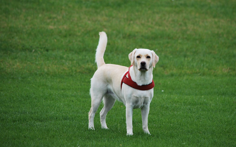 Golden retriever guide dog. 