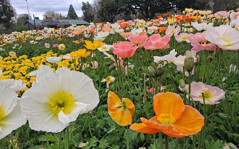 Spectacular spring flower display in Pollard Park​