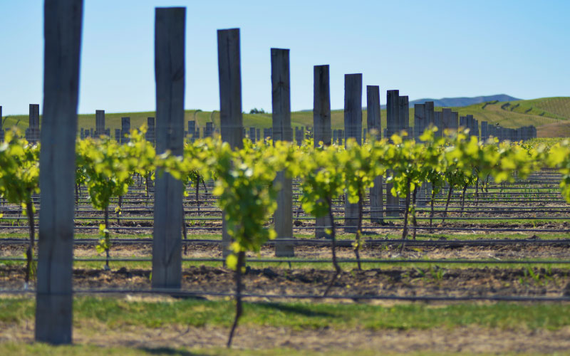 Vineyard irrigation. 