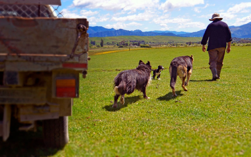 Farmer with dogs and truck. 