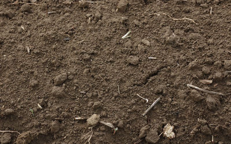 Fresh ground soil. 