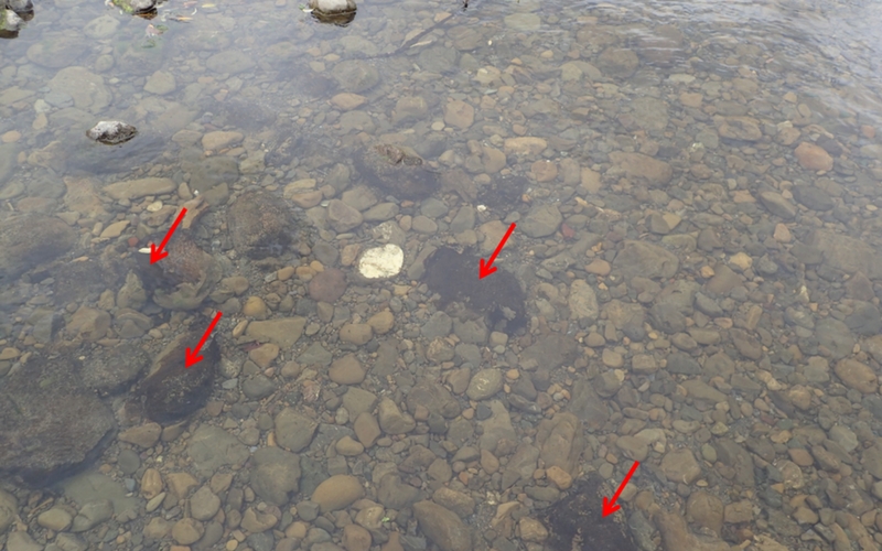 Figure 3: The toxic algae (arrows) is a lot darker in colour than other brown algae (Omaka River).
