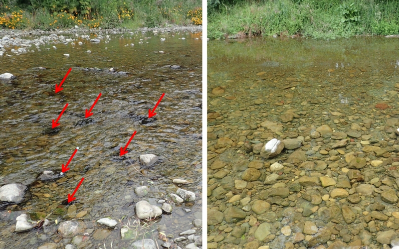 Figure 5: Toxic algae grow mainly in the faster flowing water such as riffles. These photos of the Omaka River show toxic algae in the faster flow, identifiable by the rippled water surface (left) and no toxic algae in the slower flow with a smooth water surface only meters upstream (right).