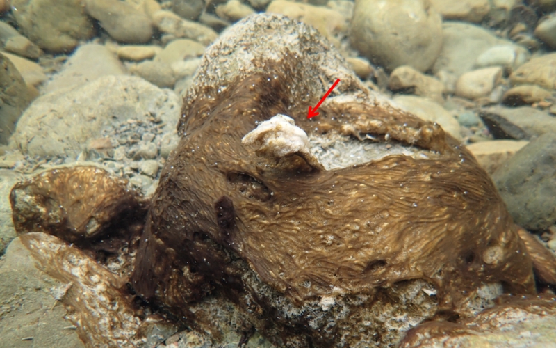 Figure 6: The furry appearance of the smooth algae can be seen in this picture. Note that the algae mat in this picture is starting to detach from the rock (red arrow).