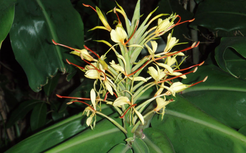 Close up of Kahili Ginger seeds. 