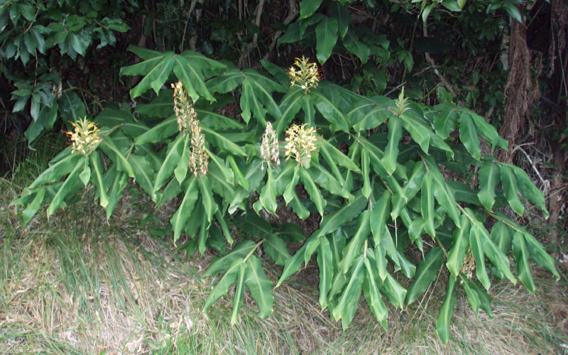 Kahili Ginger bush. 