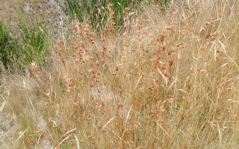 Kangaroo Grass on road side. 