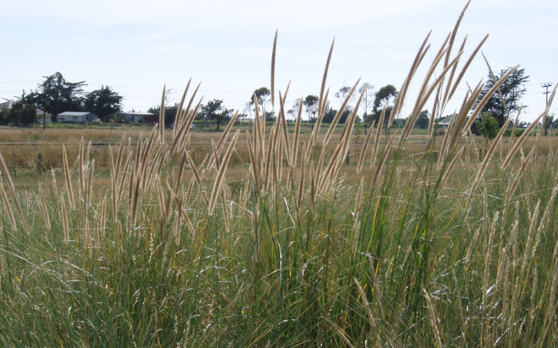 African Feather Grass in a field. 