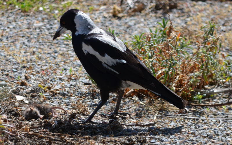Australian Magpie with dead mouse.