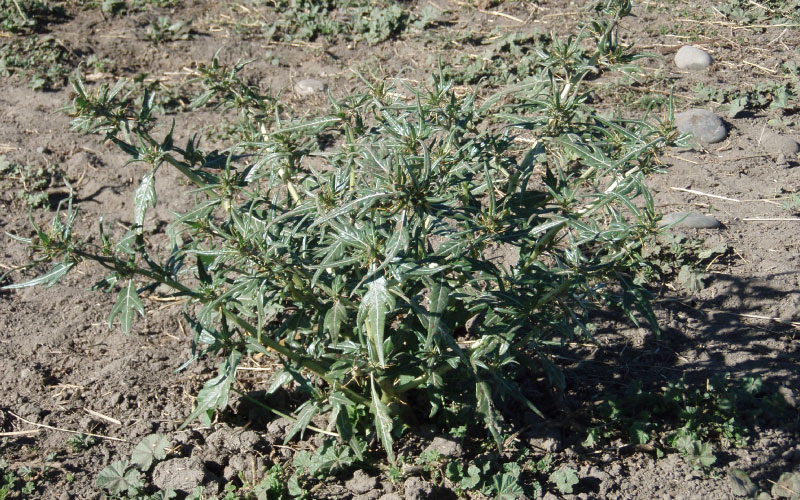 Bathurst Bur clump in a field. 