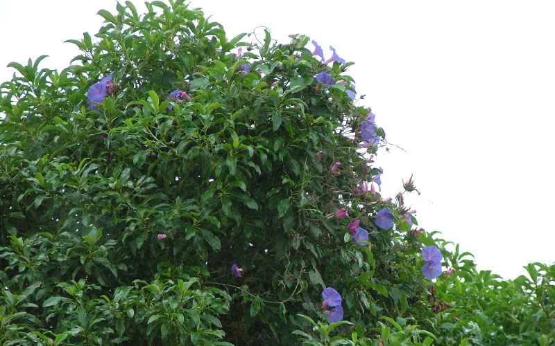 Blue morning glory strangling an established tree. 