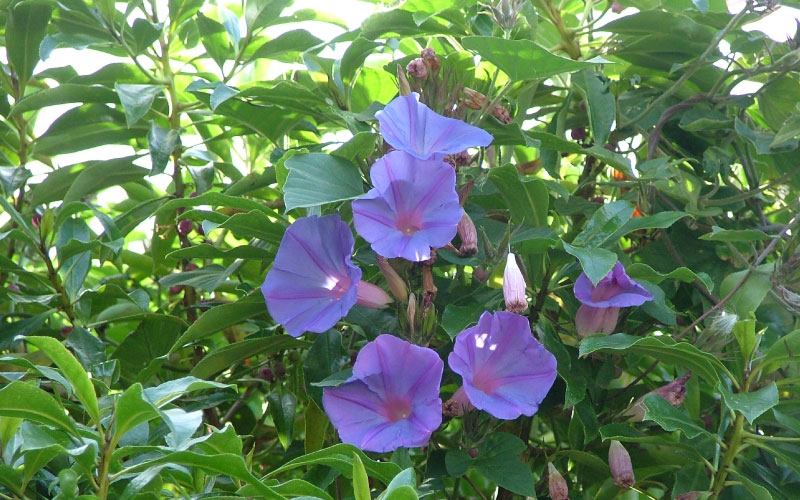 Blue morning glory flowers in boom. 