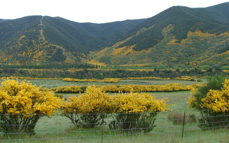 Thickets of broom growing wild in a field, blooming with distinctive bright yellow flower.