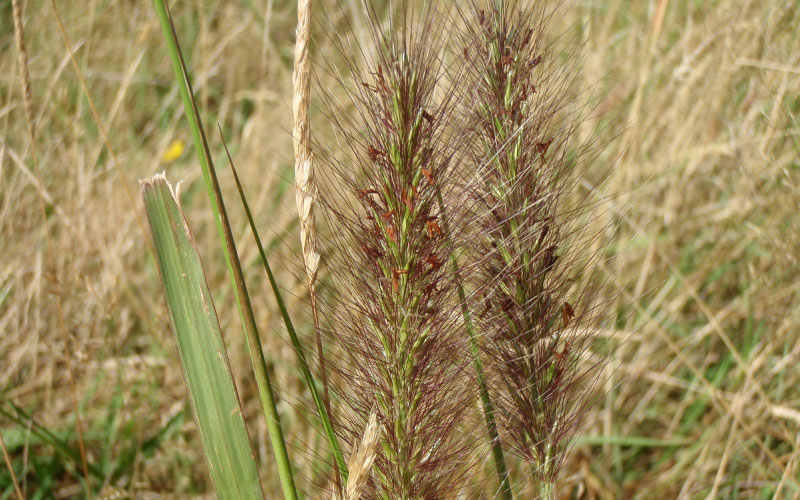 Chinese Pennisetum. 