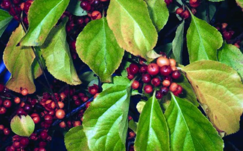 Climbing spindleberry in fruit. 