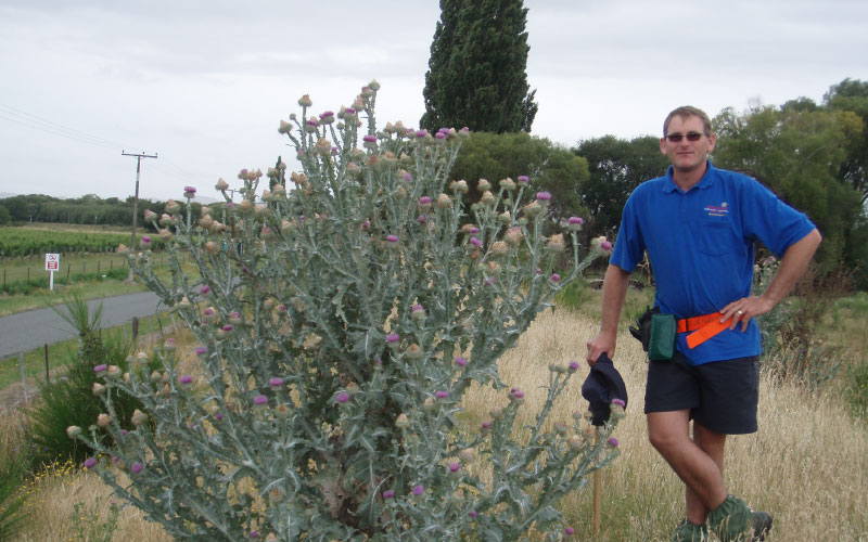 Adult cotton Thistle plant next to man, comparing height. 