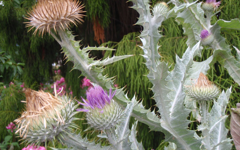 Cotton Thistle. 